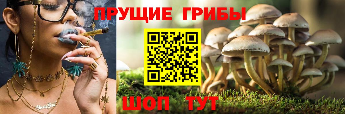 Псилоцибиновые грибы Psilocybe Куйбышев